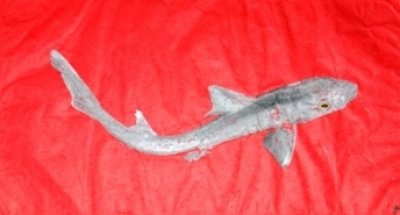 Steve London - Dogfish Shark