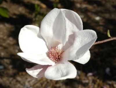 Jeanne Campbell - White Magnolia