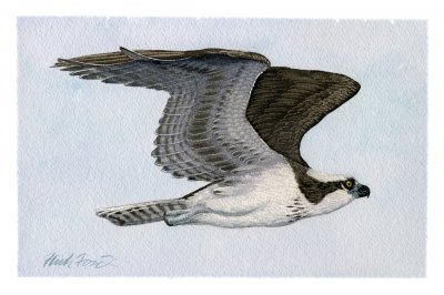 Flick Ford - Osprey Soaring