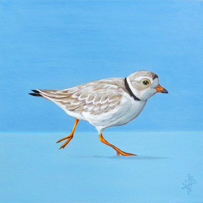 Jack Yuen - Piping Plover