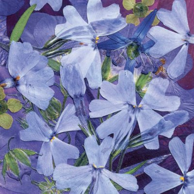 Peggy Turner Zablotny - Purple Haze