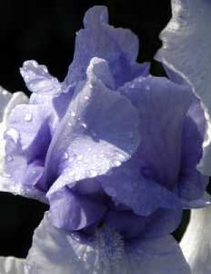 Jeanne Campbell - Purple Iris II