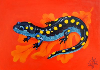 Jack Yuen - Spotted Salamander
