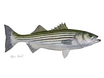 Flick Ford - Striped Bass