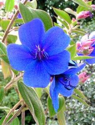 Jeanne Campbell - Blue Tubachina Garden Queen