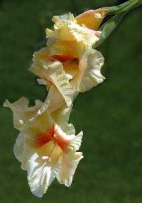 Jeanne Campbell - Yello Gladiola - Ruffles