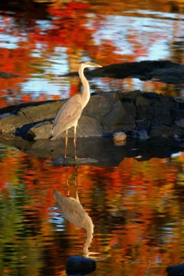 Louisa Gould  - Blue Heron 