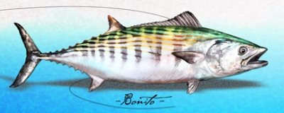 Charles Giordano - Bonito