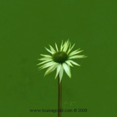 Louisa Gould - Spring Flower