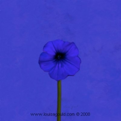 Louisa Gould - Indigo Flower
