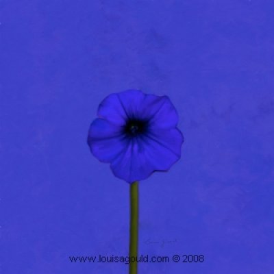 Louisa Gould - Indigo Flower