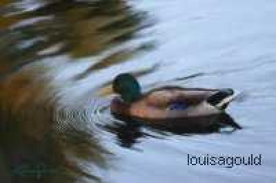 Louisa Gould - Mallard