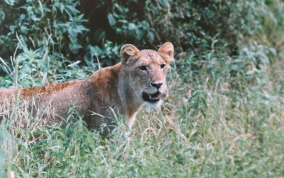 Louisa Gould - Lion Hunt