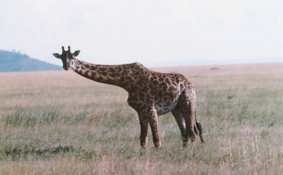 Louisa Gould - Giraffe