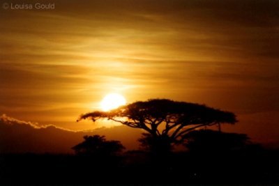 Louisa Gould - African Sunrise