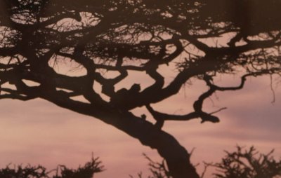 Louisa Gould - Serengeti Silhoutte, Tanzania