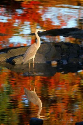 Louisa Gould - Blue Heron Reflections