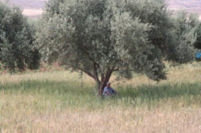 Louisa Gould - Morrocco