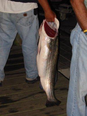 Louisa Gould - Fishing Derby 07