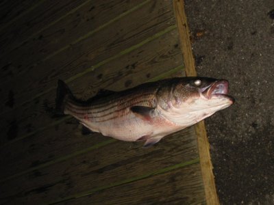 Louisa Gould - Fishing Derby 07