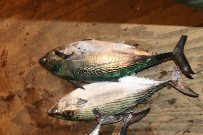 Louisa Gould - Fishing Derby 07