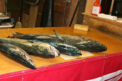 Louisa Gould - Fishing Derby 07