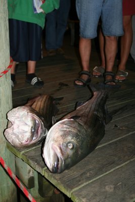 Louisa Gould - Fishing Derby 07