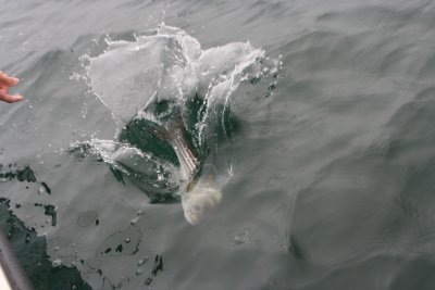 Louisa Gould - Fishing Derby 07