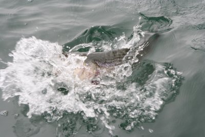Louisa Gould - Fishing Derby 07