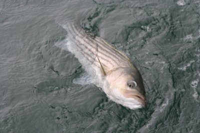 Louisa Gould - Fishing Derby 07