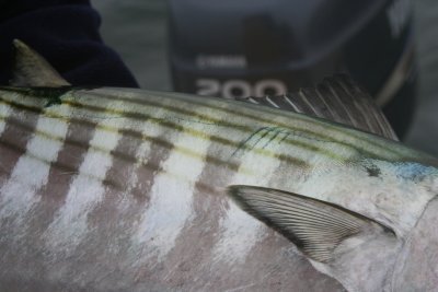 Louisa Gould - Fishing Derby 07