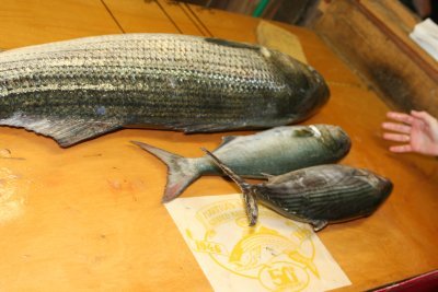 Louisa Gould - Fishing Derby 07