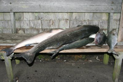 Louisa Gould - Fishing Derby 07