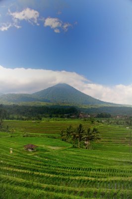 Louisa Gould - Bali Indonesia