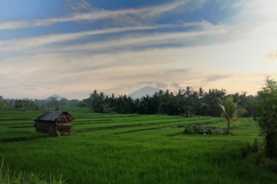 Louisa Gould - Rice Fields