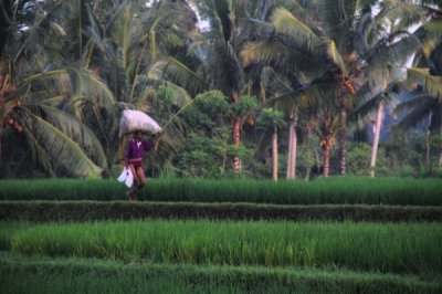 Louisa Gould - Bali Indonesia