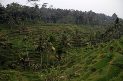 Louisa Gould - Bali Indonesia