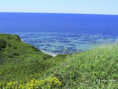 Louisa Gould - Marthas Vineyard