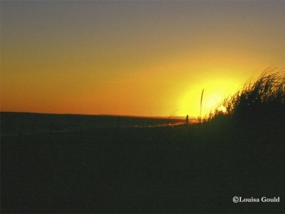 Louisa Gould - Marthas Vineyard