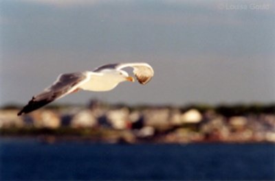 Louisa Gould - Marthas Vineyard