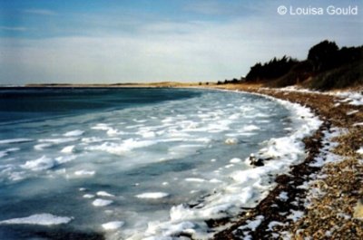 Louisa Gould - Marthas Vineyard