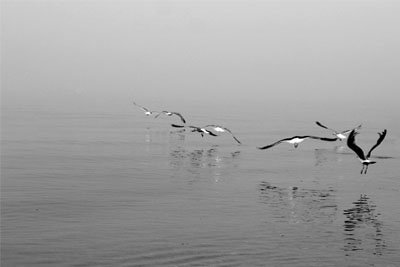 Louisa Gould - Misty Flight