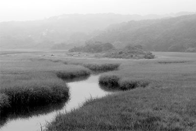 Louisa Gould - Menemsha Marsh