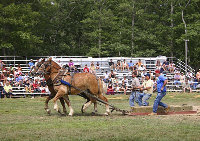 Louisa Gould - Martha's Vineyard Ag Fair